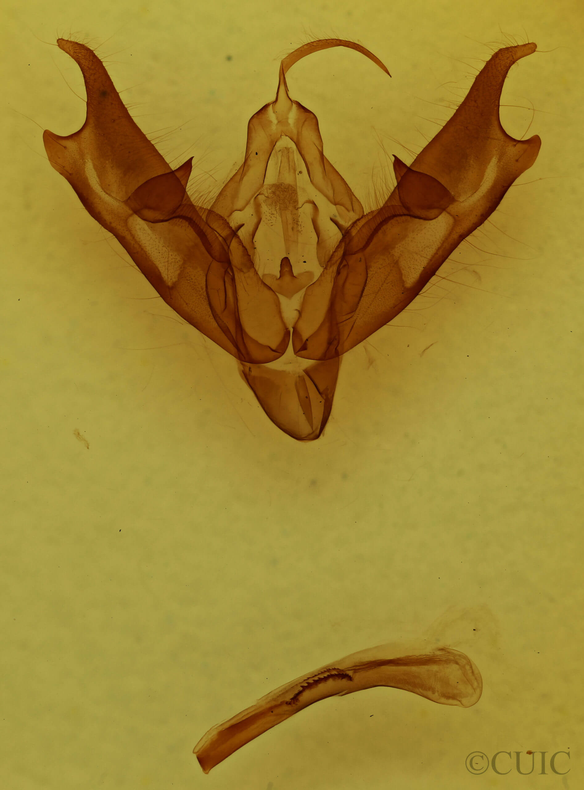 genitalia view of adult Coenophila opacifrons