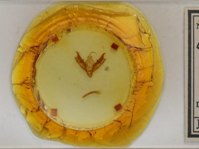 slide view of adult Coenophila opacifrons