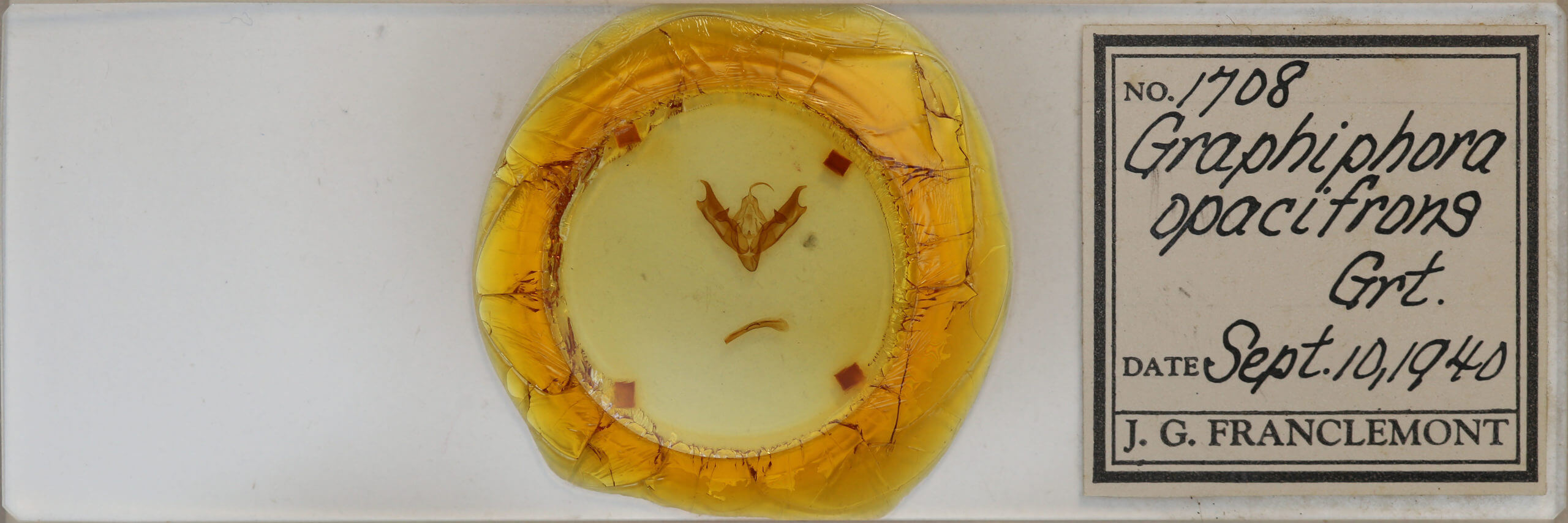 slide view of adult Coenophila opacifrons