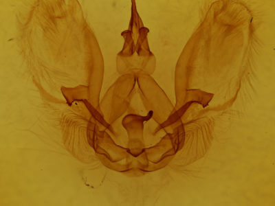 genitalia view of adult Euharpyia comita