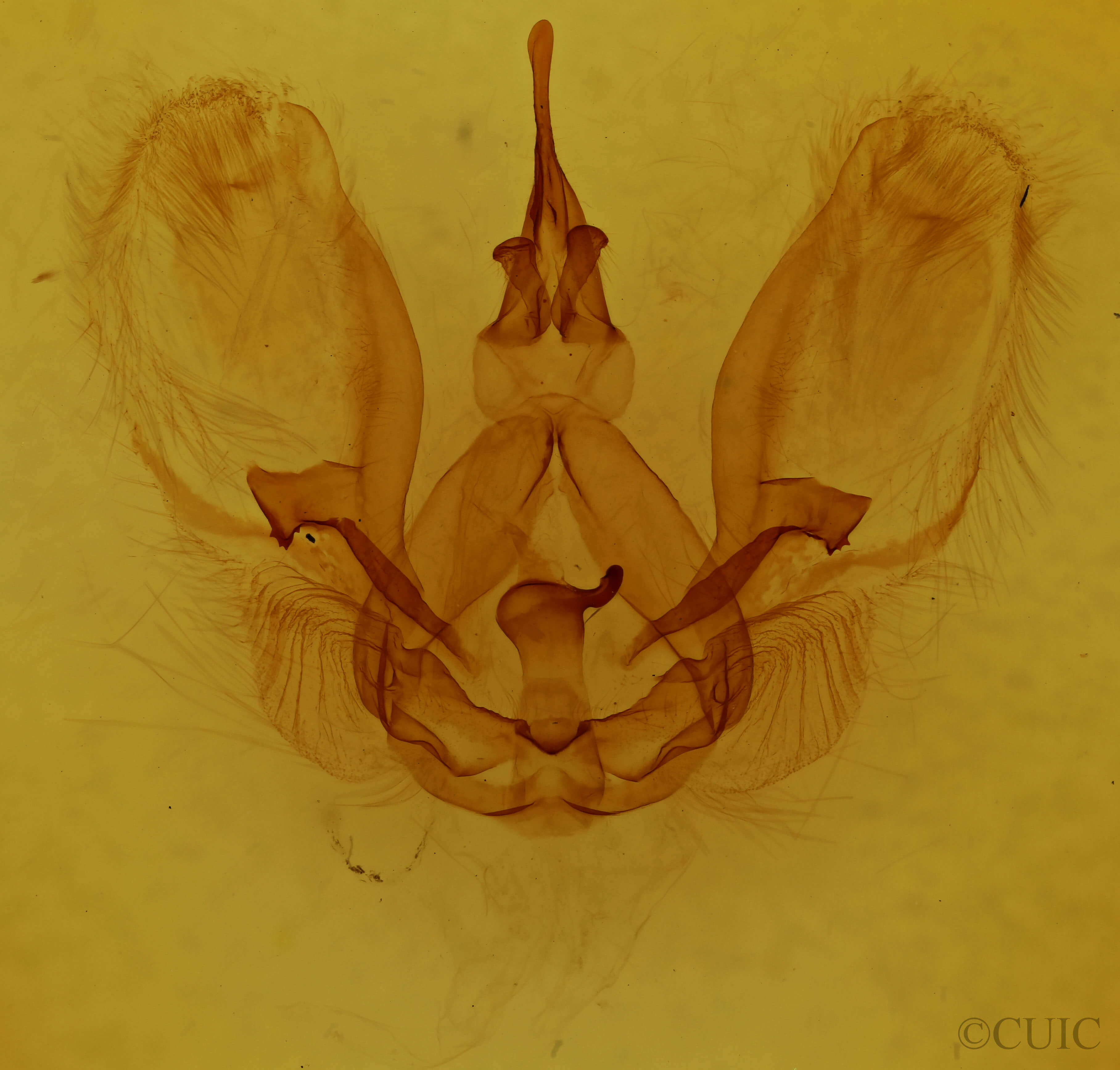 genitalia view of adult Euharpyia comita
