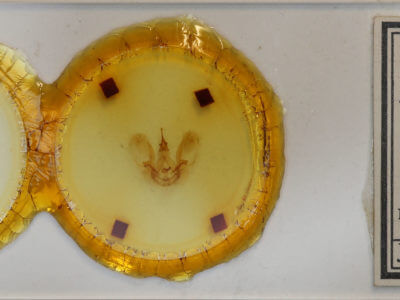 slide view of adult Euharpyia comita