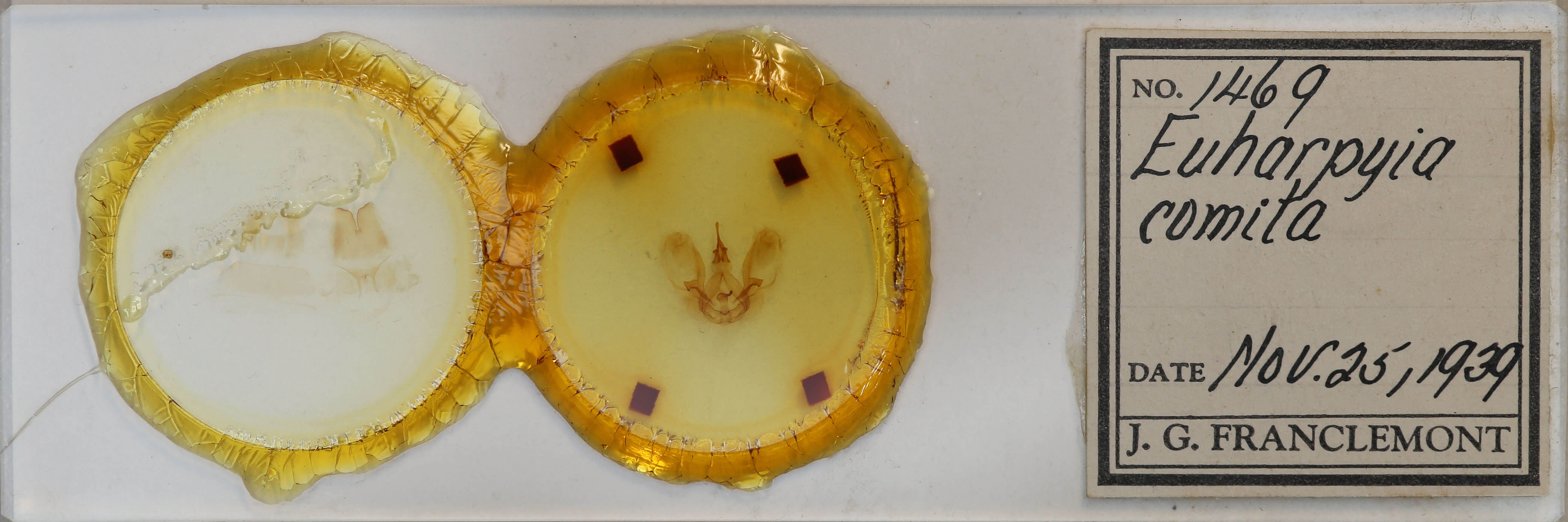 slide view of adult Euharpyia comita