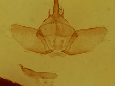 genitalia view of adult Euthyatira pudens