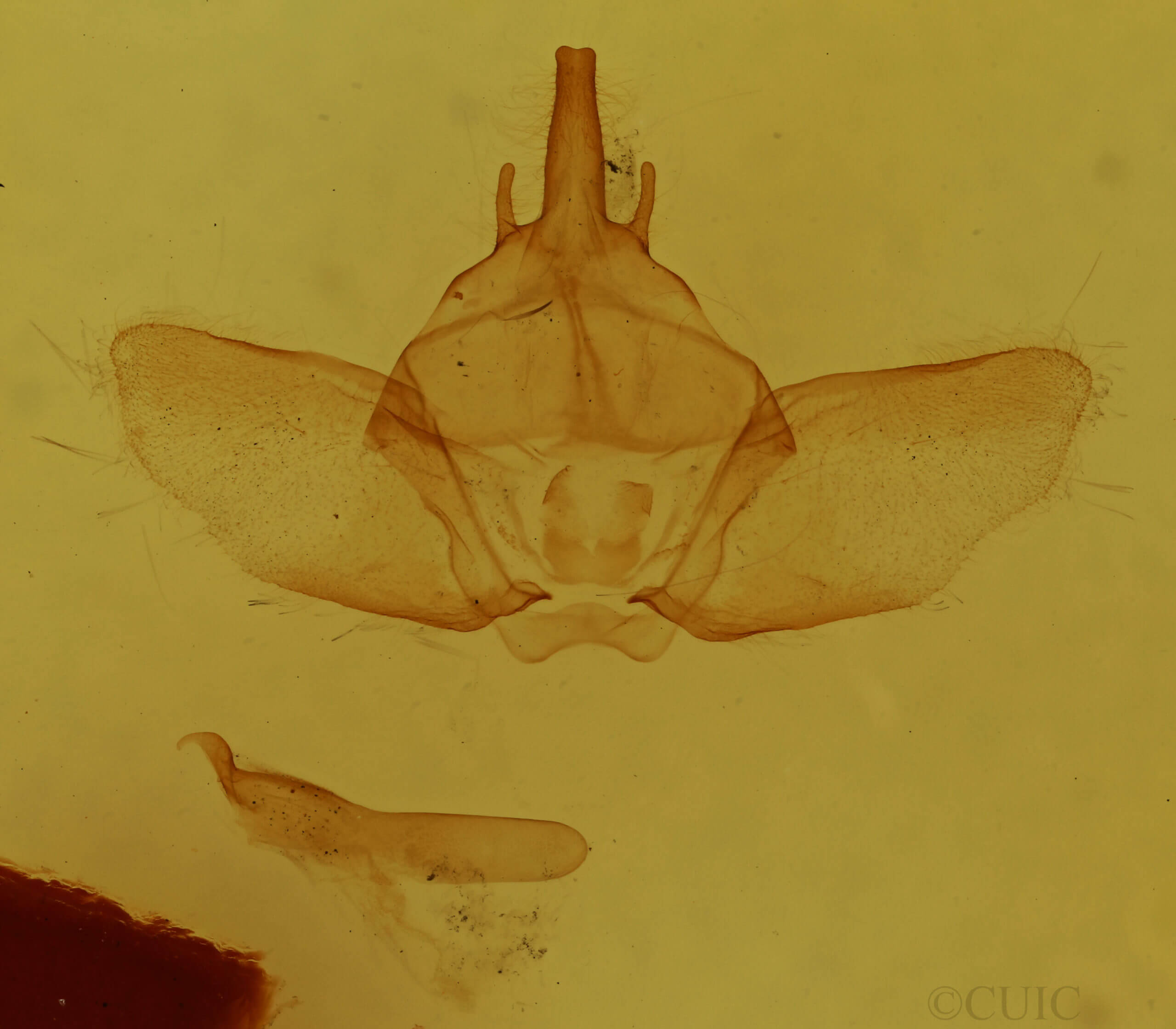 genitalia view of adult Euthyatira pudens