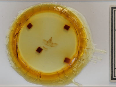 slide view of adult Euthyatira pudens