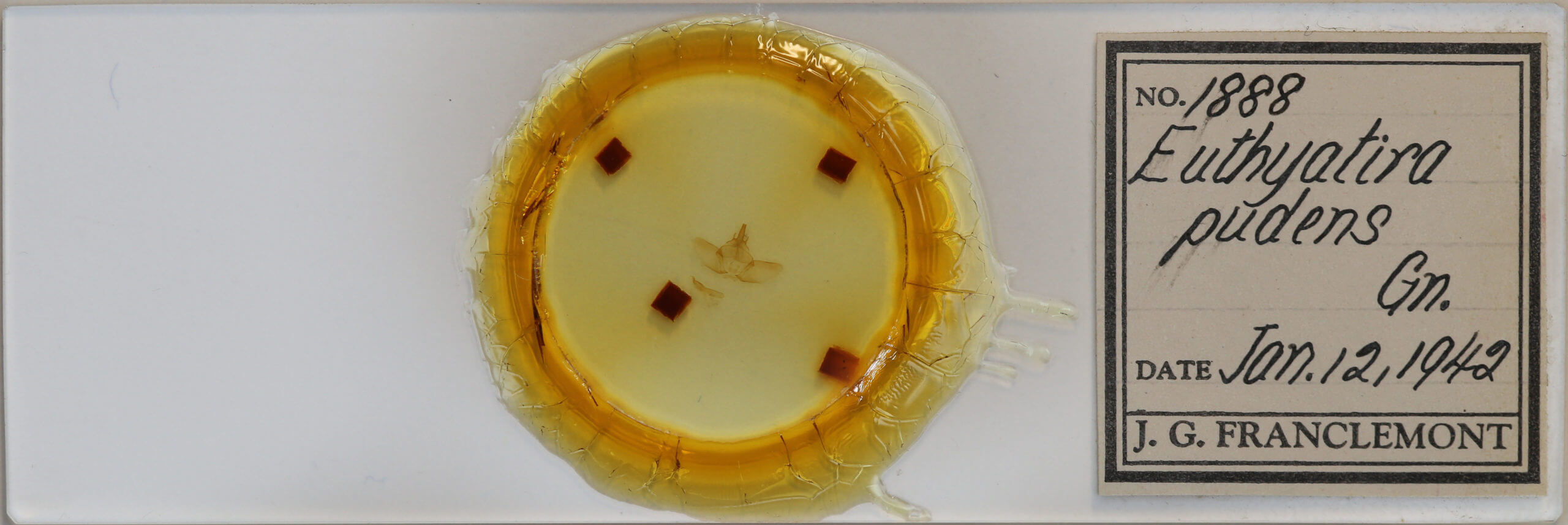 slide view of adult Euthyatira pudens