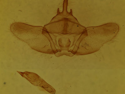 genitalia view of adult Euthyatira pudens