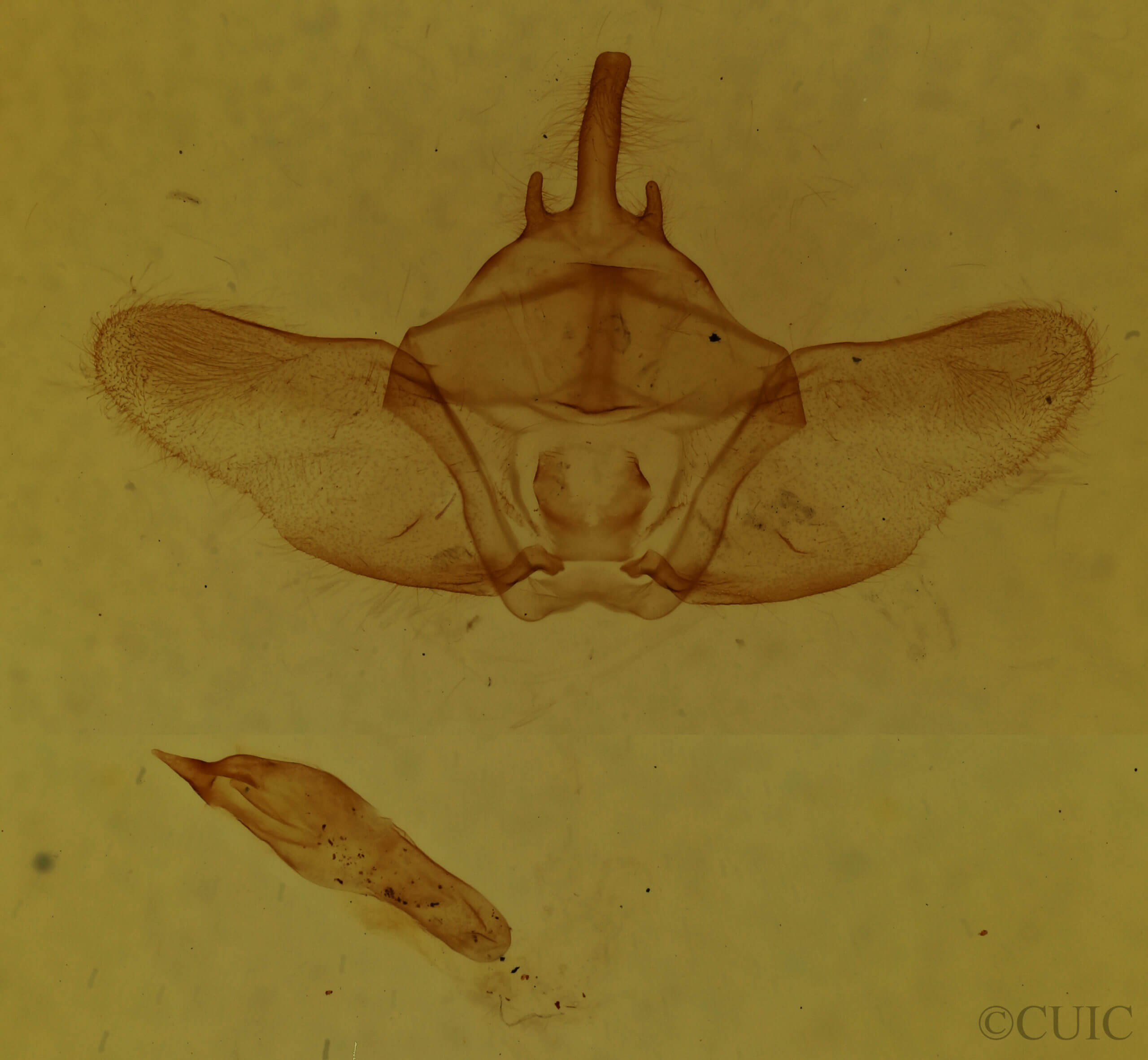 genitalia view of adult Euthyatira pudens