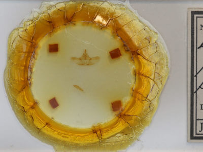 slide view of adult Euthyatira pudens