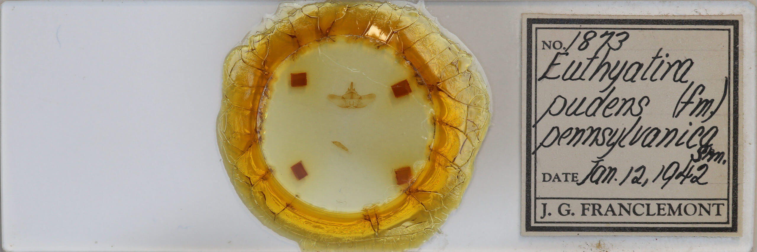 slide view of adult Euthyatira pudens