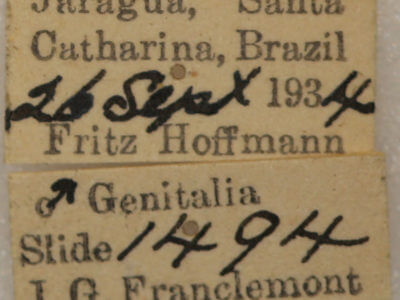 label view of adult Farigia sp.