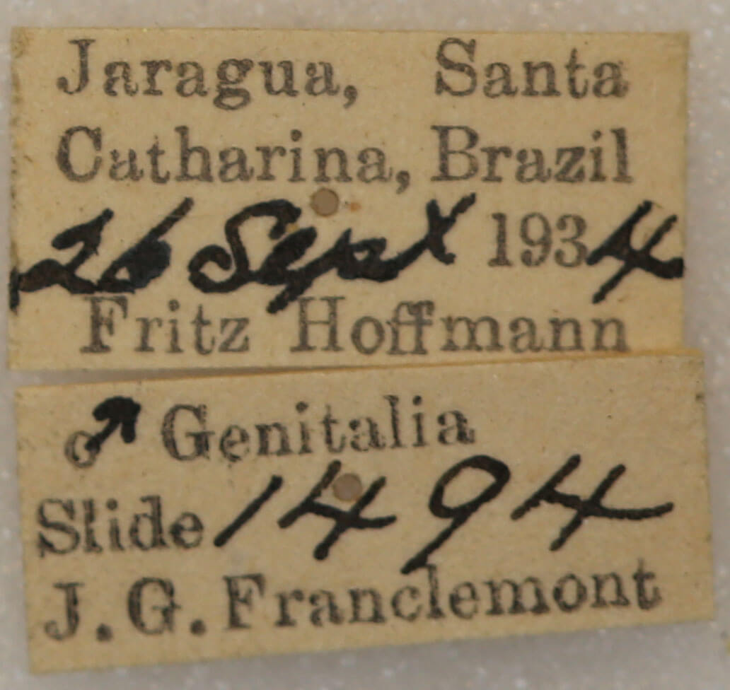 label view of adult Farigia sp.