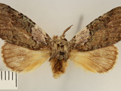 dorsal view of adult Farigia sp.