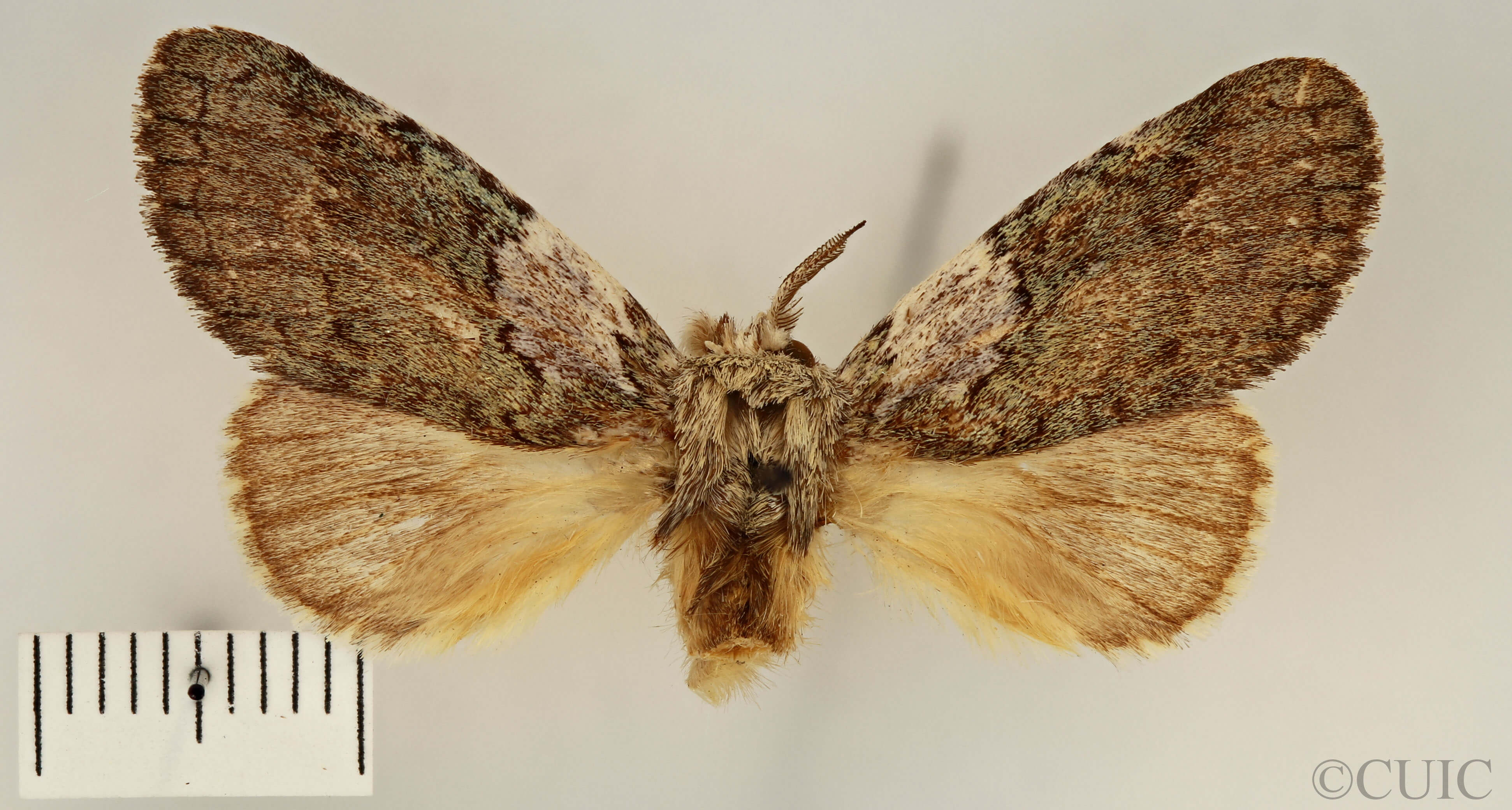 dorsal view of adult Farigia sp.