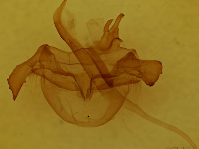 genitalia view of adult Farigia sp.
