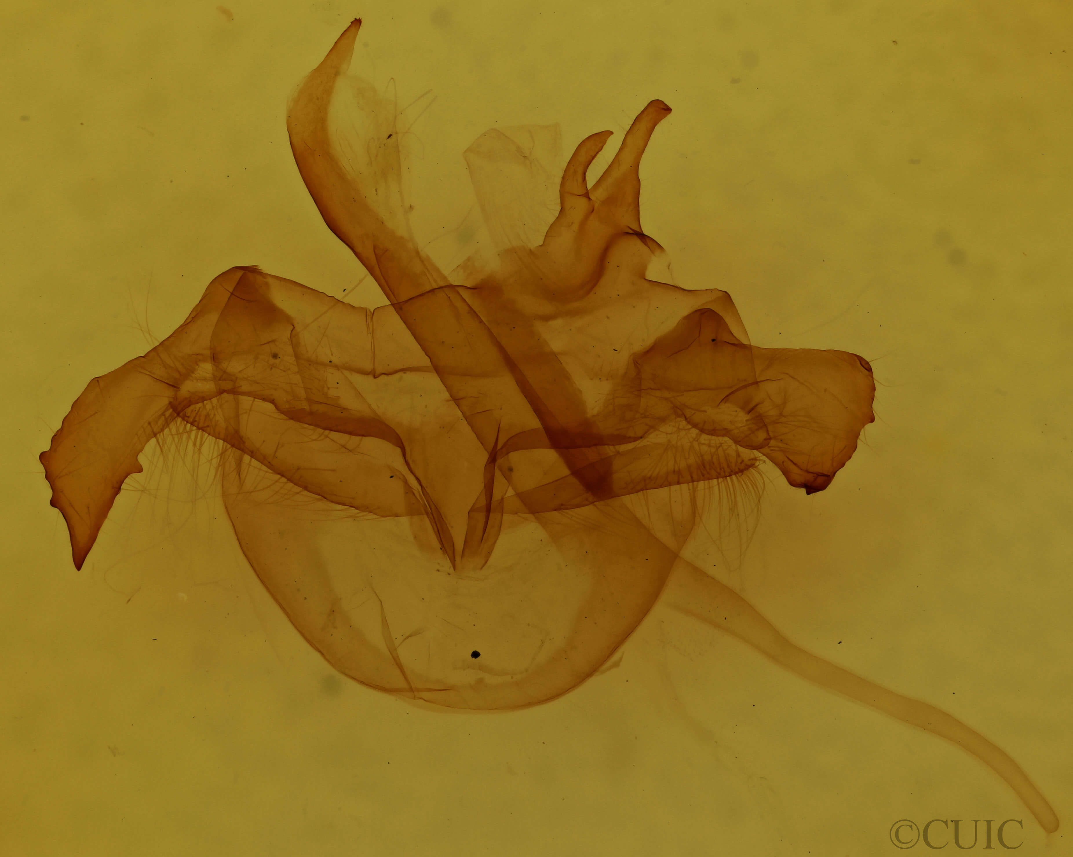 genitalia view of adult Farigia sp.