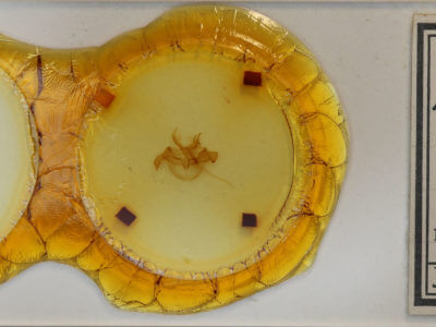 slide view of adult Farigia sp.