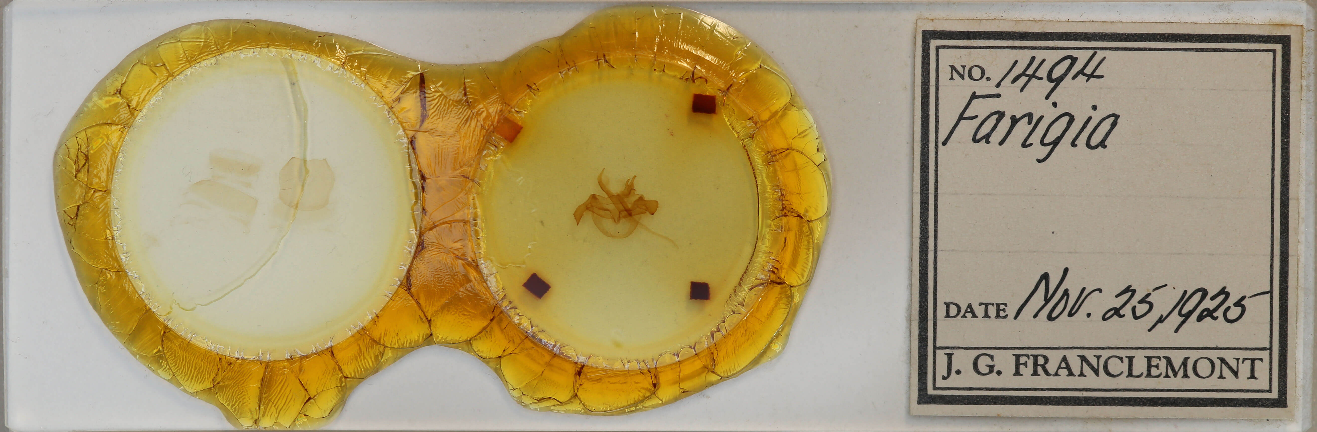 slide view of adult Farigia sp.