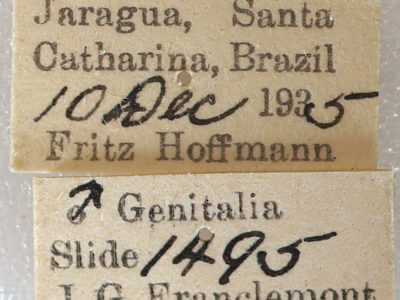label view of adult Farigia