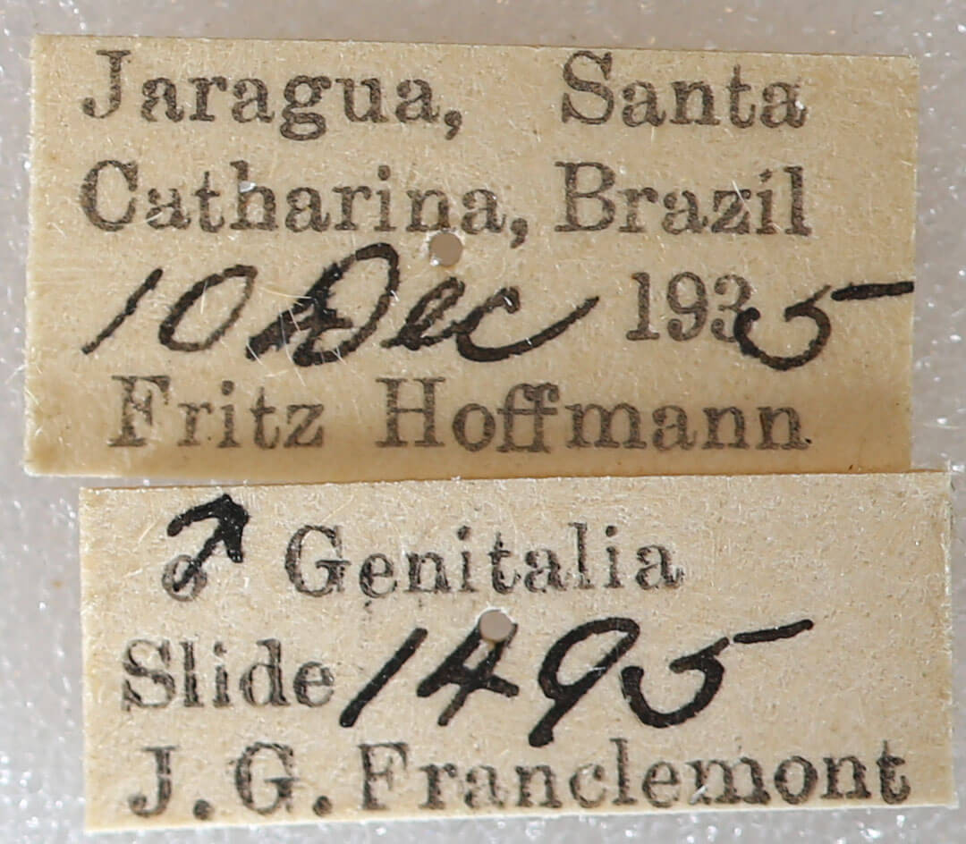 label view of adult Farigia