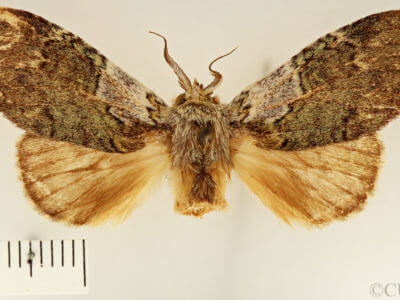 dorsal view of adult Farigia