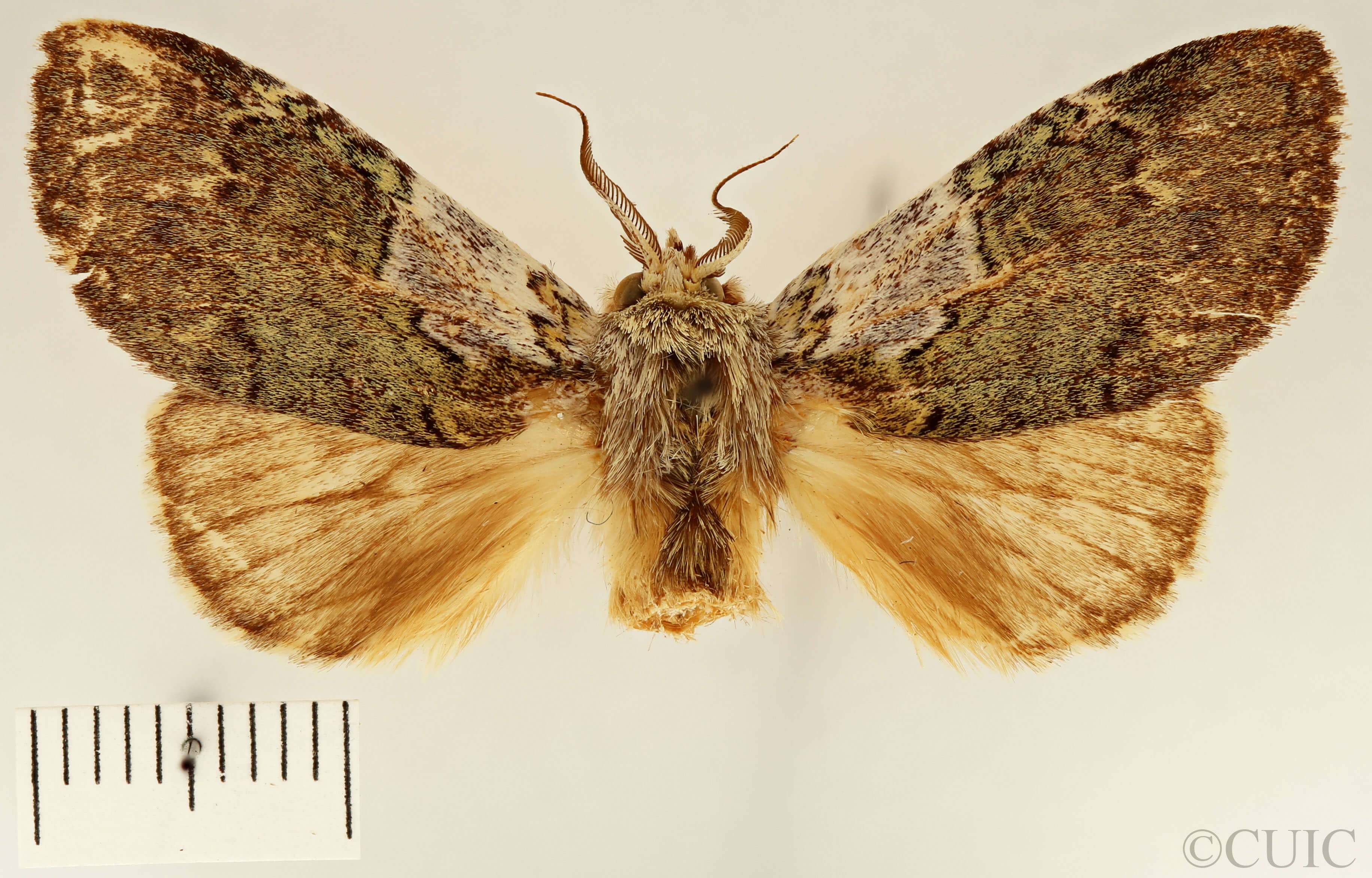 dorsal view of adult Farigia