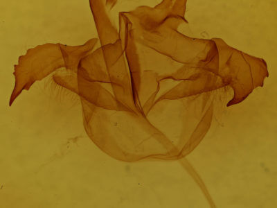 genitalia view of adult Farigia