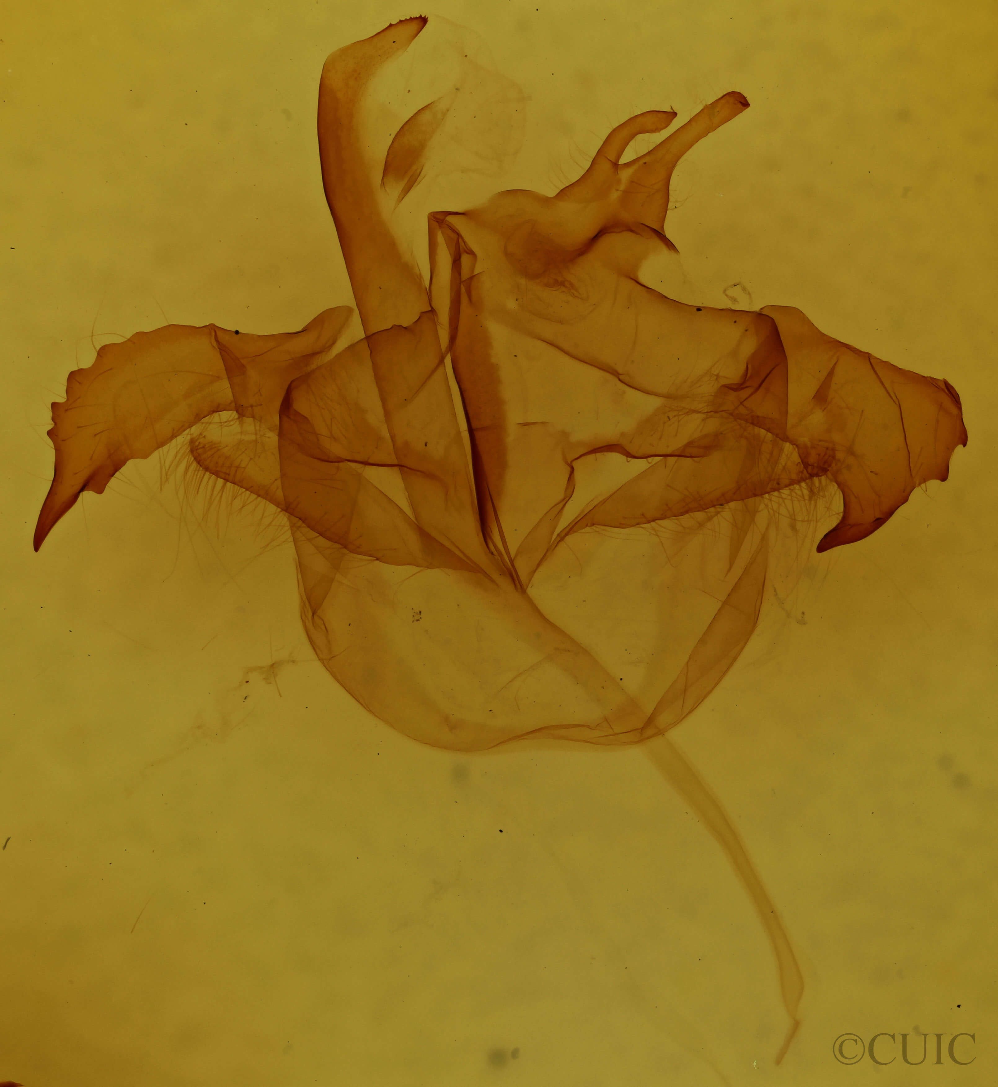 genitalia view of adult Farigia