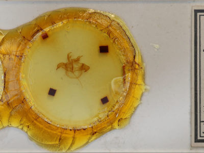 slide view of adult Farigia