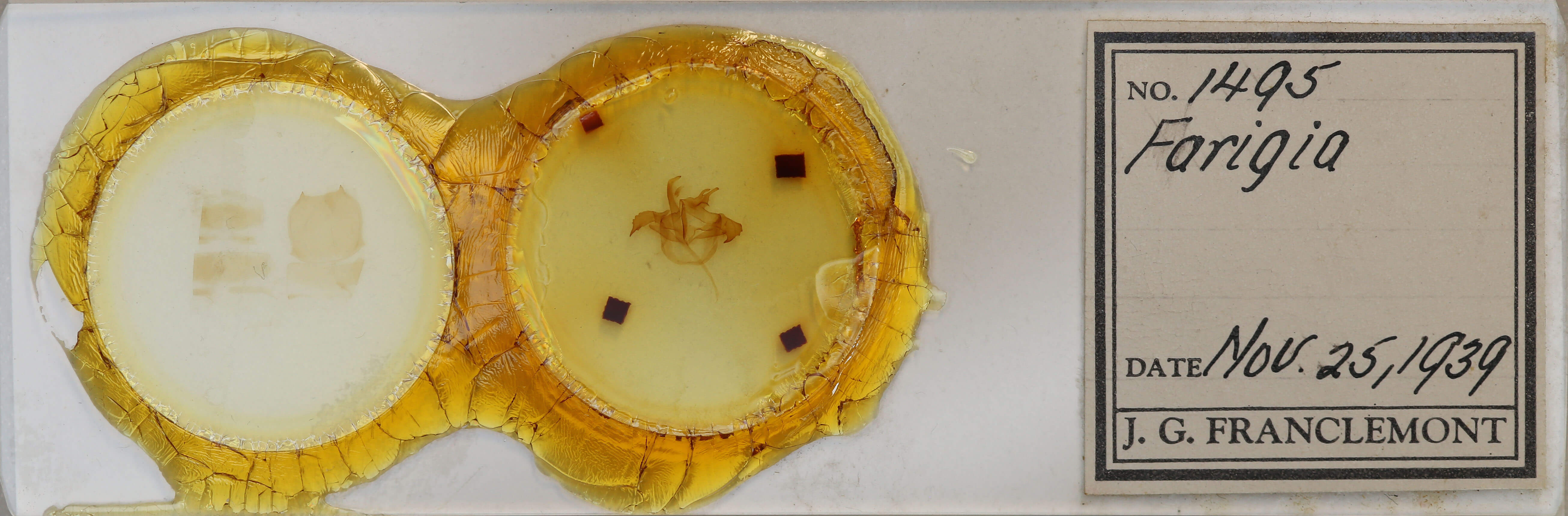 slide view of adult Farigia