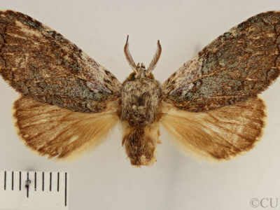 dorsal view of adult Farigia