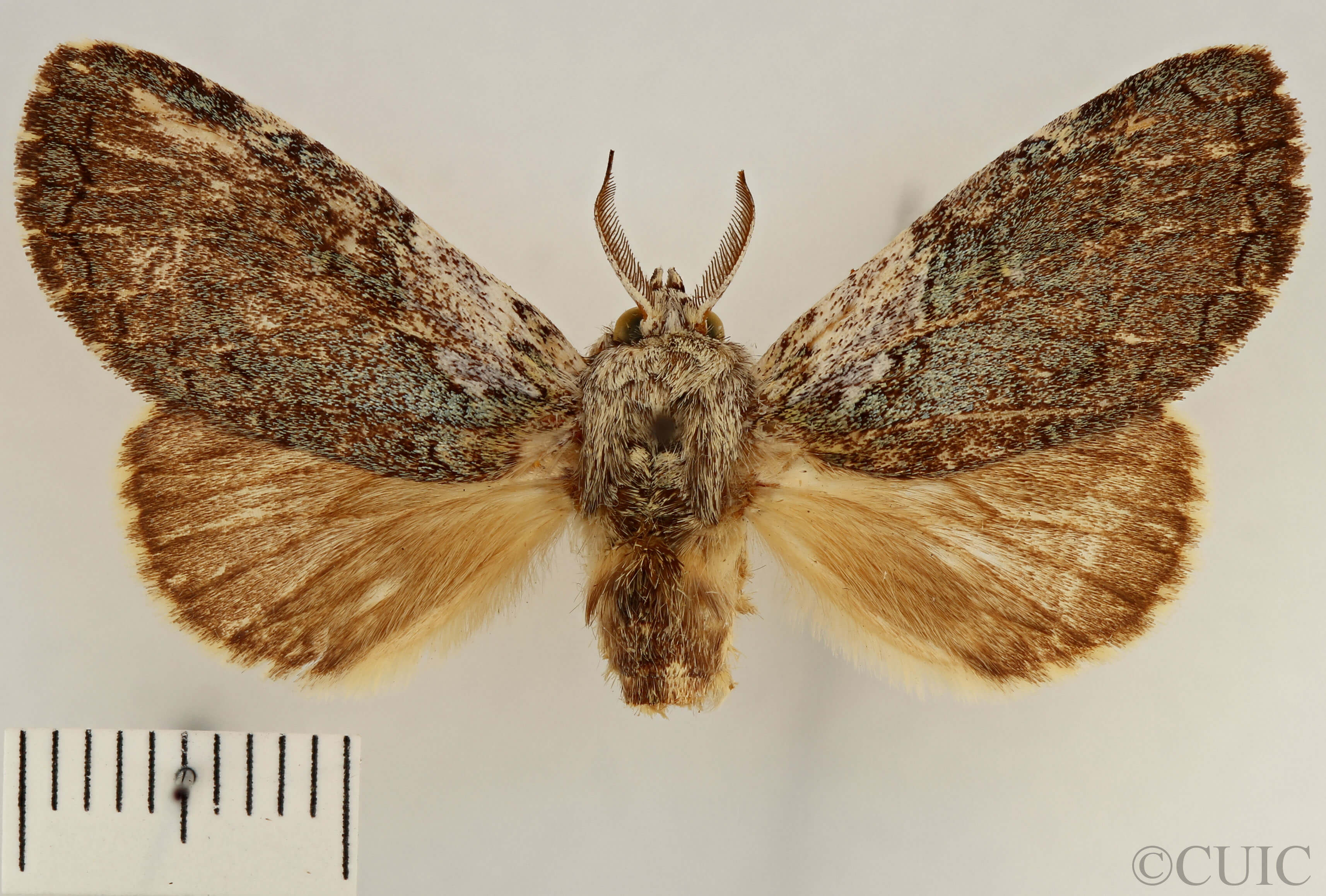 dorsal view of adult Farigia