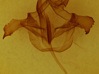 genitalia view of adult Farigia