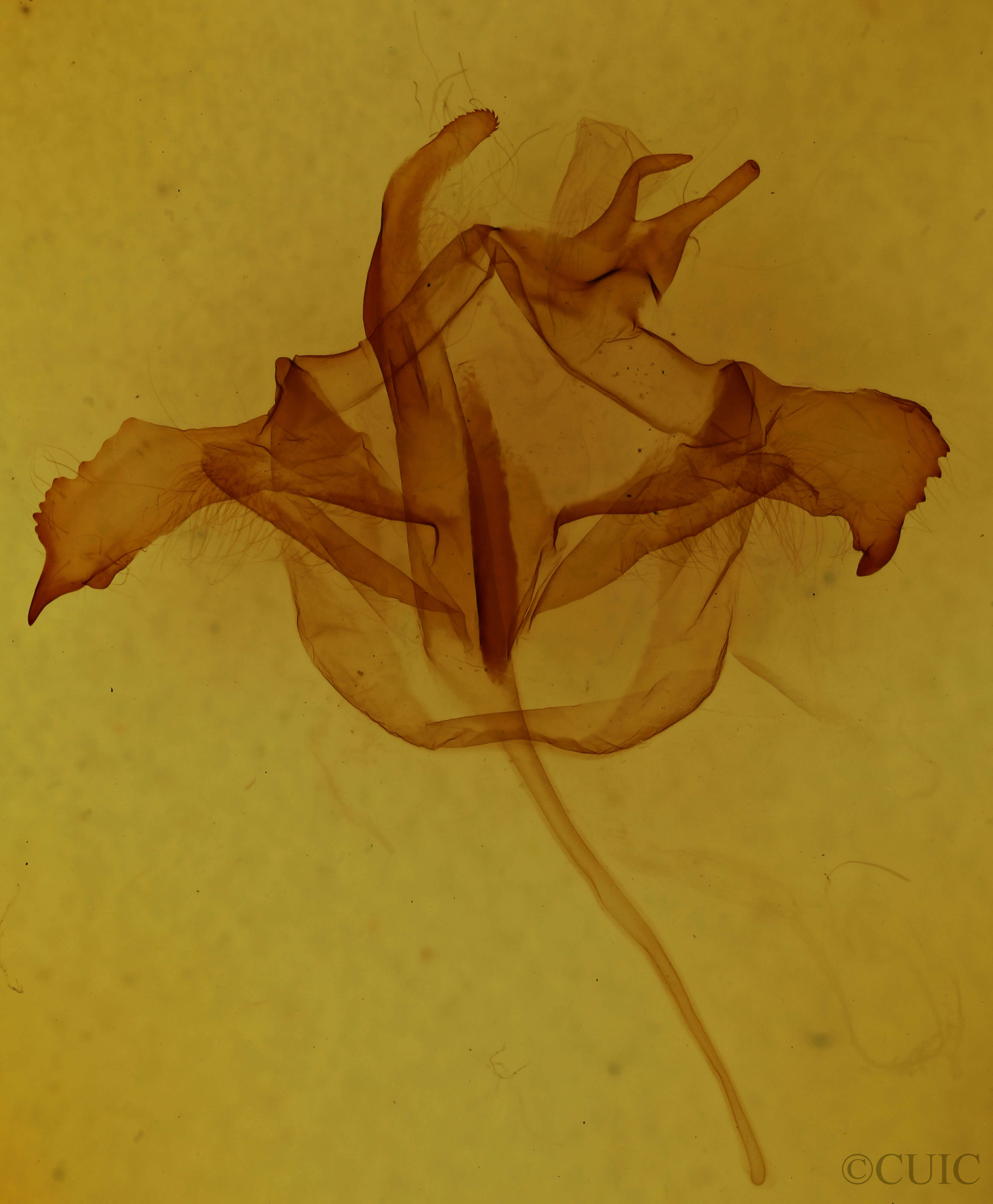 genitalia view of adult Farigia