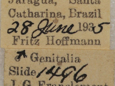 label view of adult Farigia