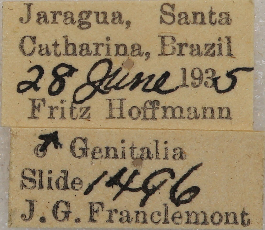 label view of adult Farigia