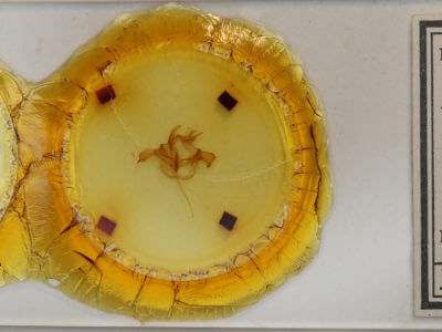 slide view of adult Farigia