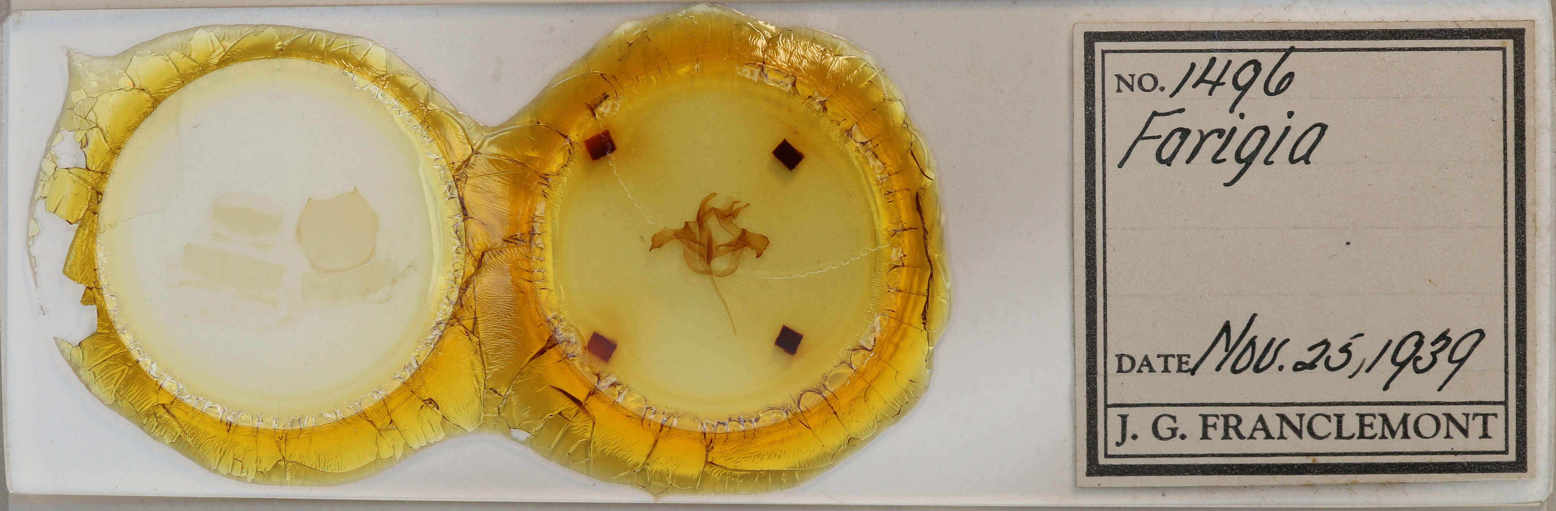 slide view of adult Farigia