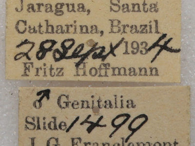 genitalia view of adult Toulgoetigia catharina