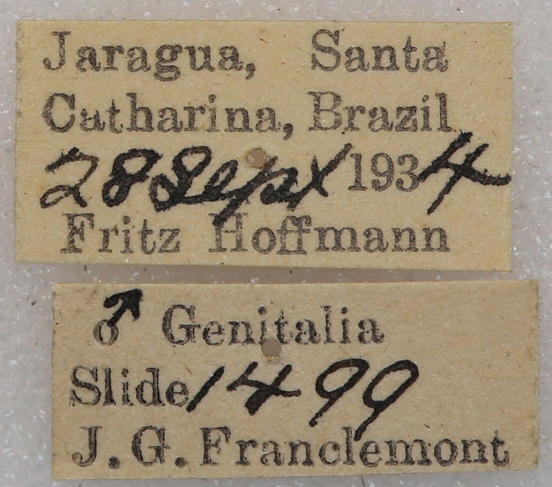 genitalia view of adult Toulgoetigia catharina