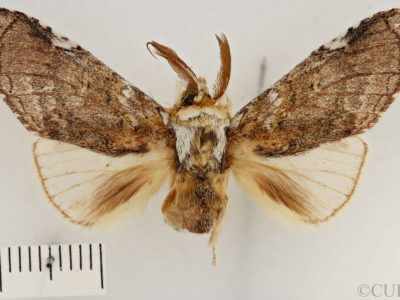 dorsal view of adult Toulgoetigia catharina