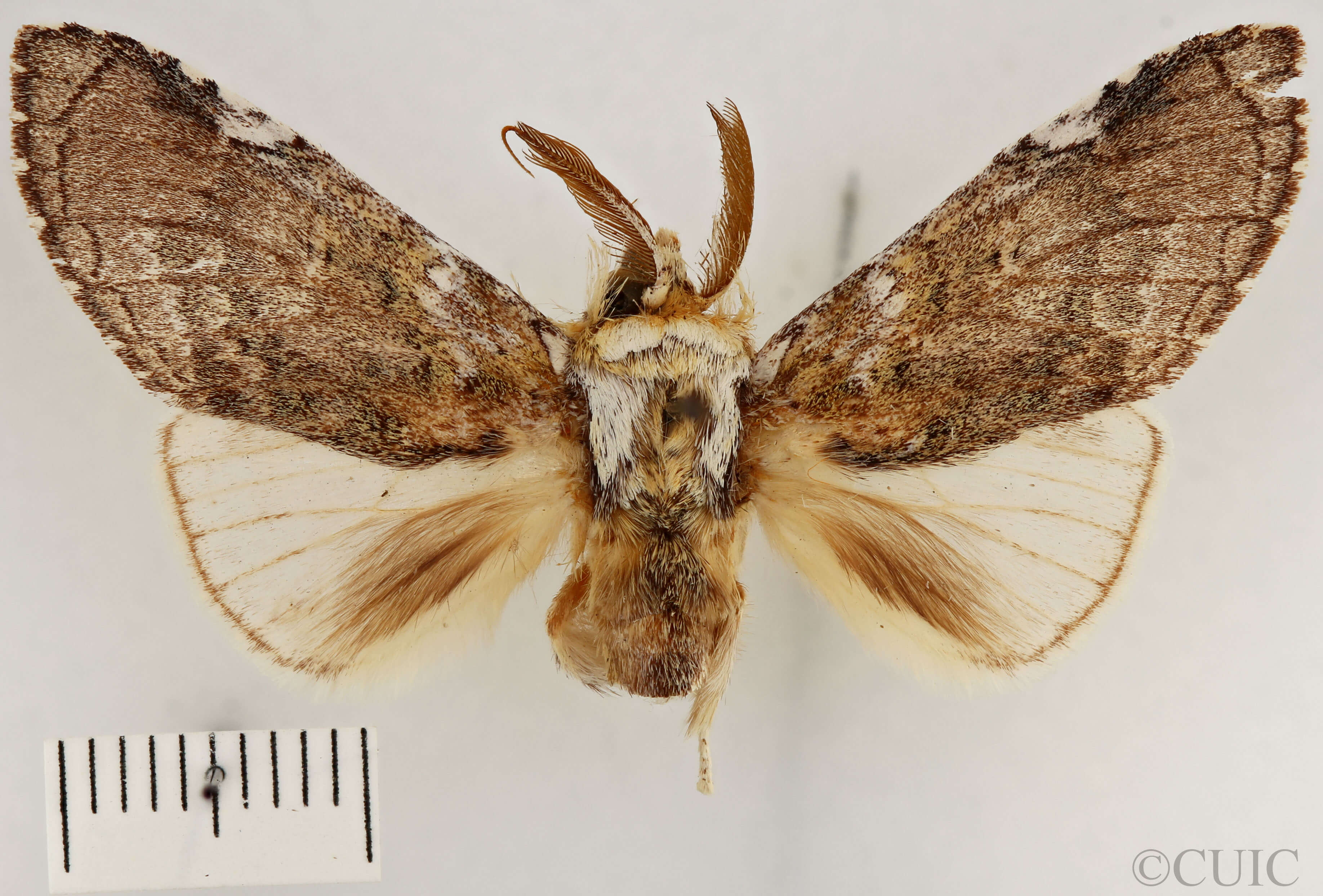 dorsal view of adult Toulgoetigia catharina