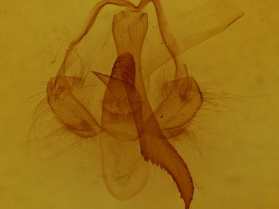 genitalia view of adult Toulgoetigia catharina