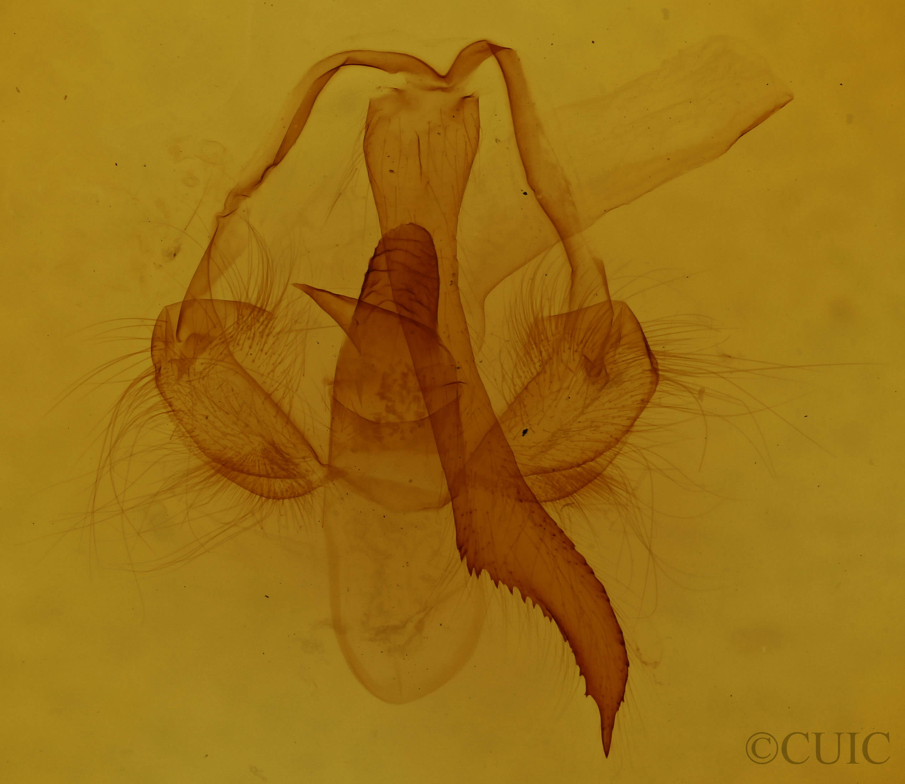 genitalia view of adult Toulgoetigia catharina