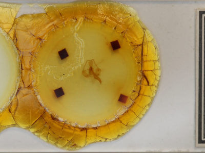 slide view of adult Toulgoetigia catharina