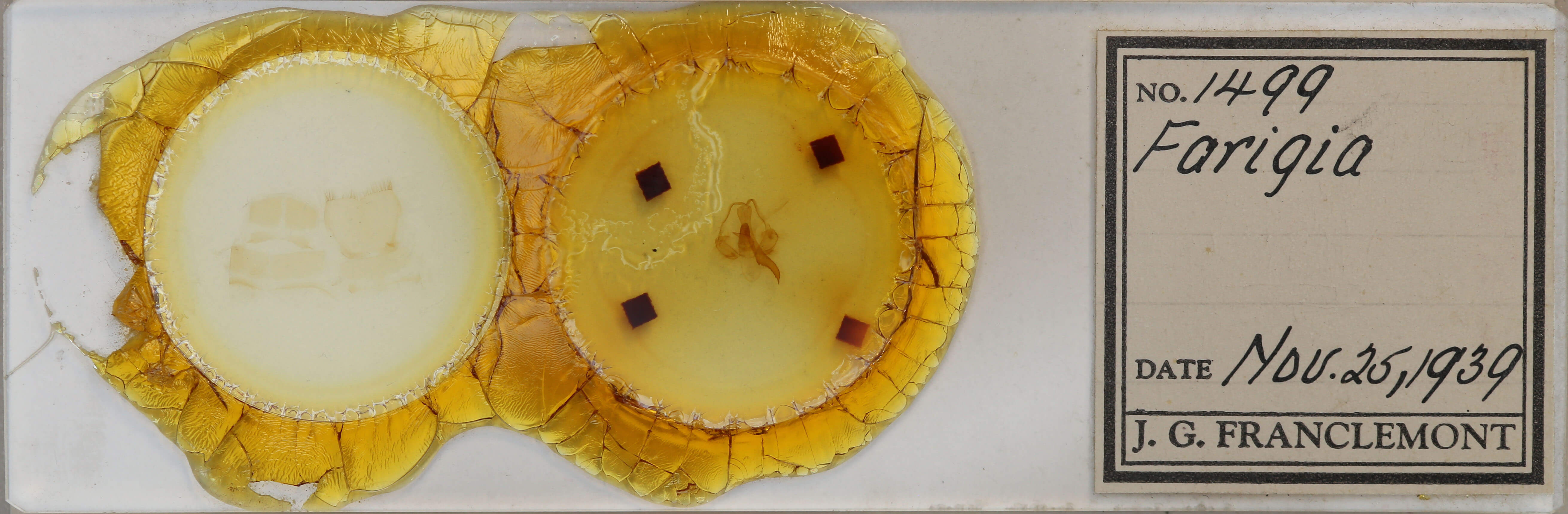 slide view of adult Toulgoetigia catharina