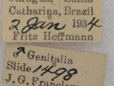 label view of adult Toulgoetigia sennen
