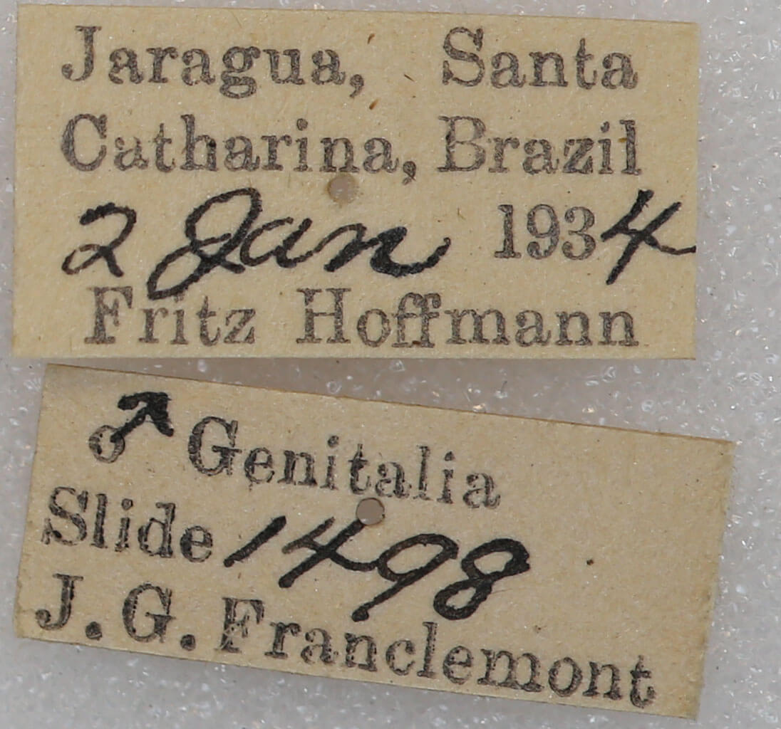 label view of adult Toulgoetigia sennen