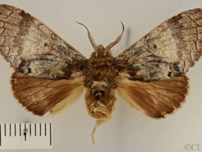 dorsal view of adult Toulgoetigia sennen